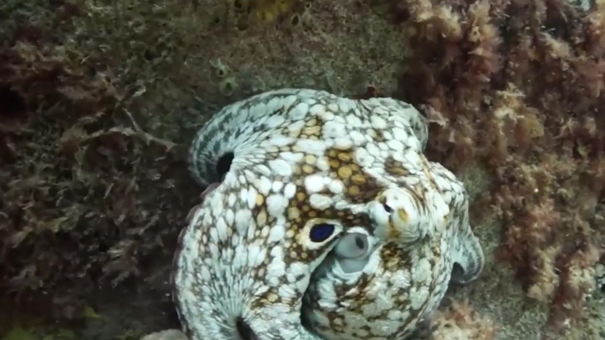 Cheeky octopus steals diver's video camera after being chased underwater