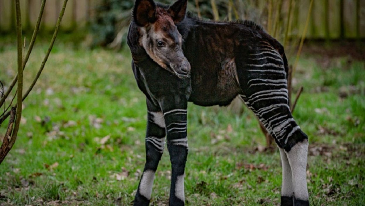 Okapi
