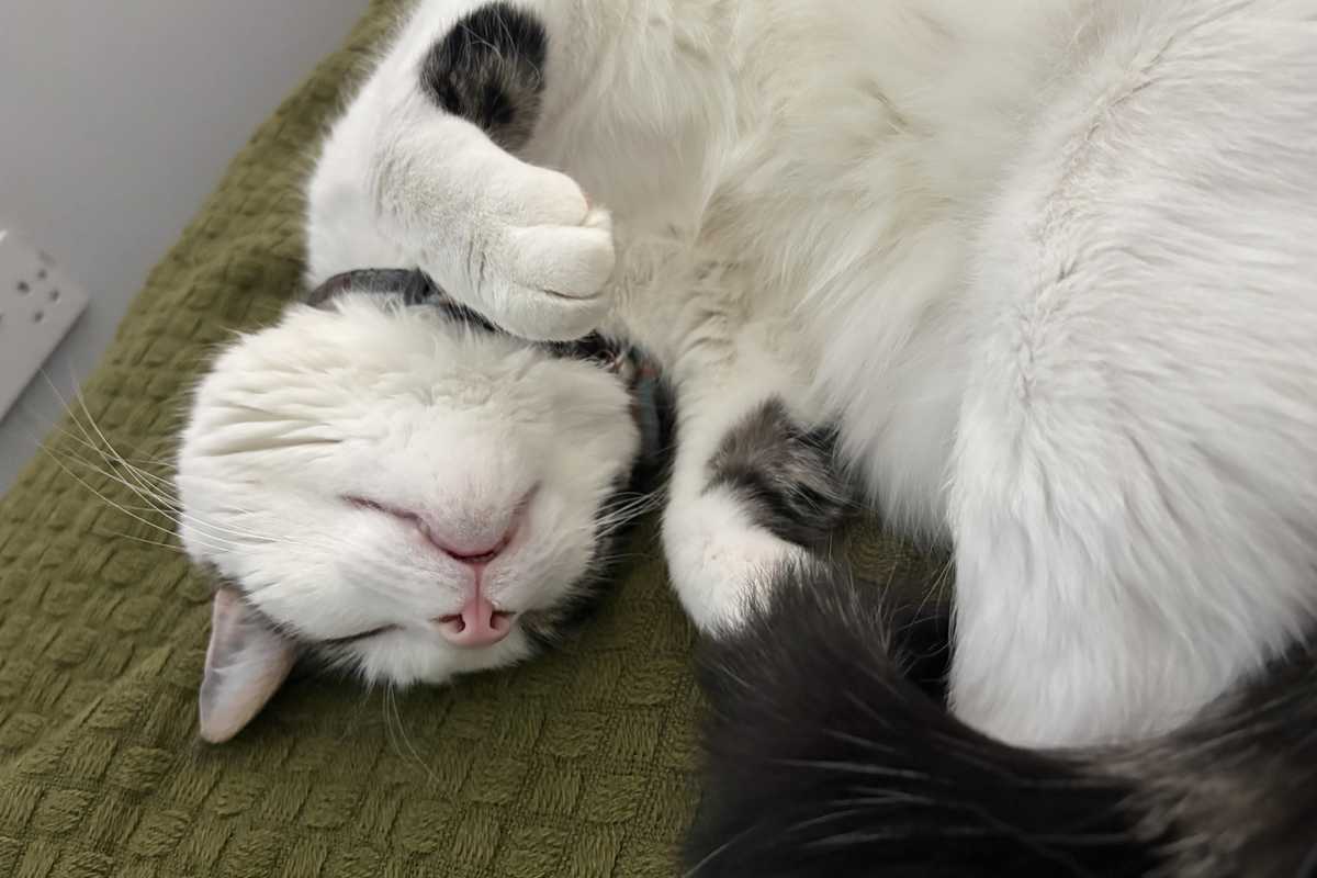 Lost cat survives 15 mile journey after hitching under neighbour's car