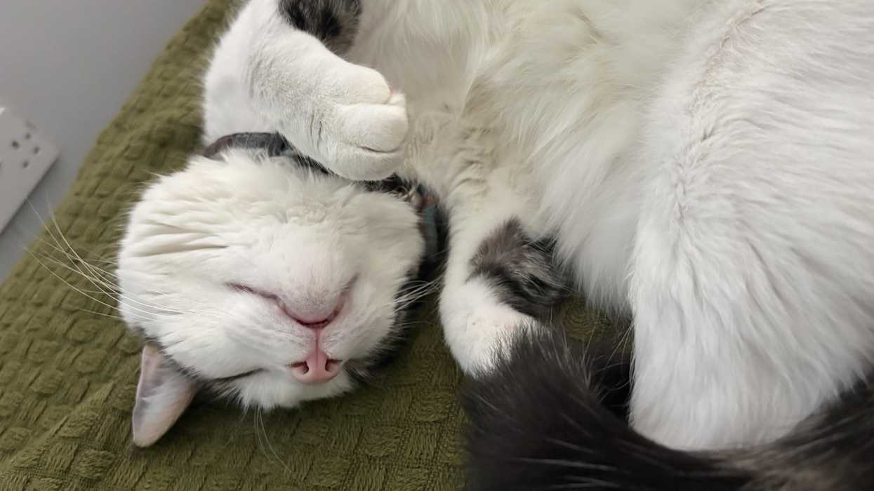 Lost cat survives 15 mile journey after hitching under neighbour's car