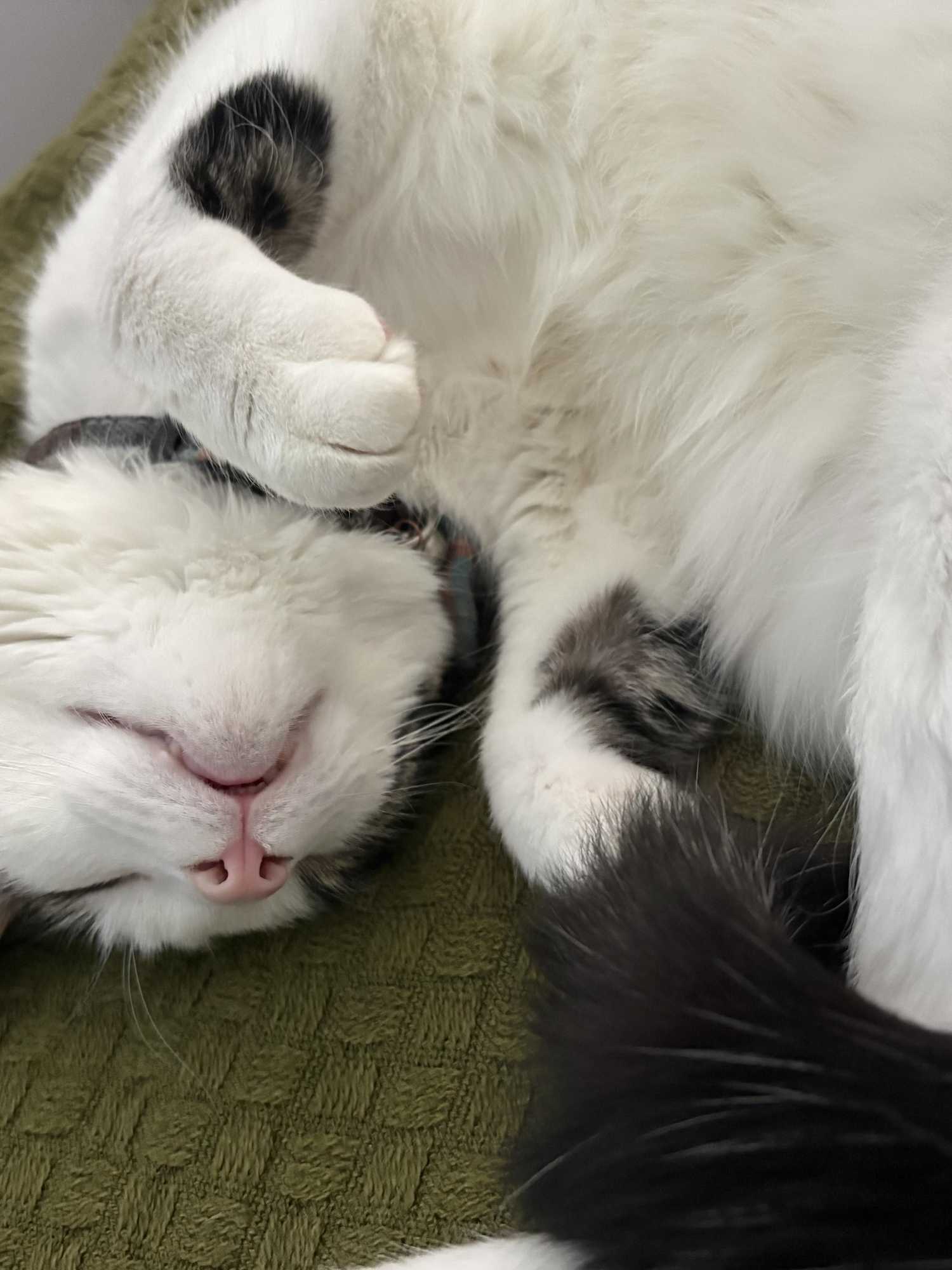Lost cat survives 15 mile journey after hitching under neighbour's car
