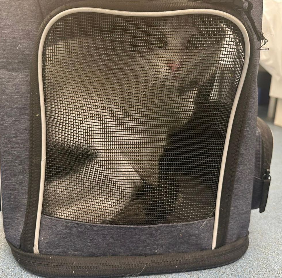 Olaf the cat in a cat carrier