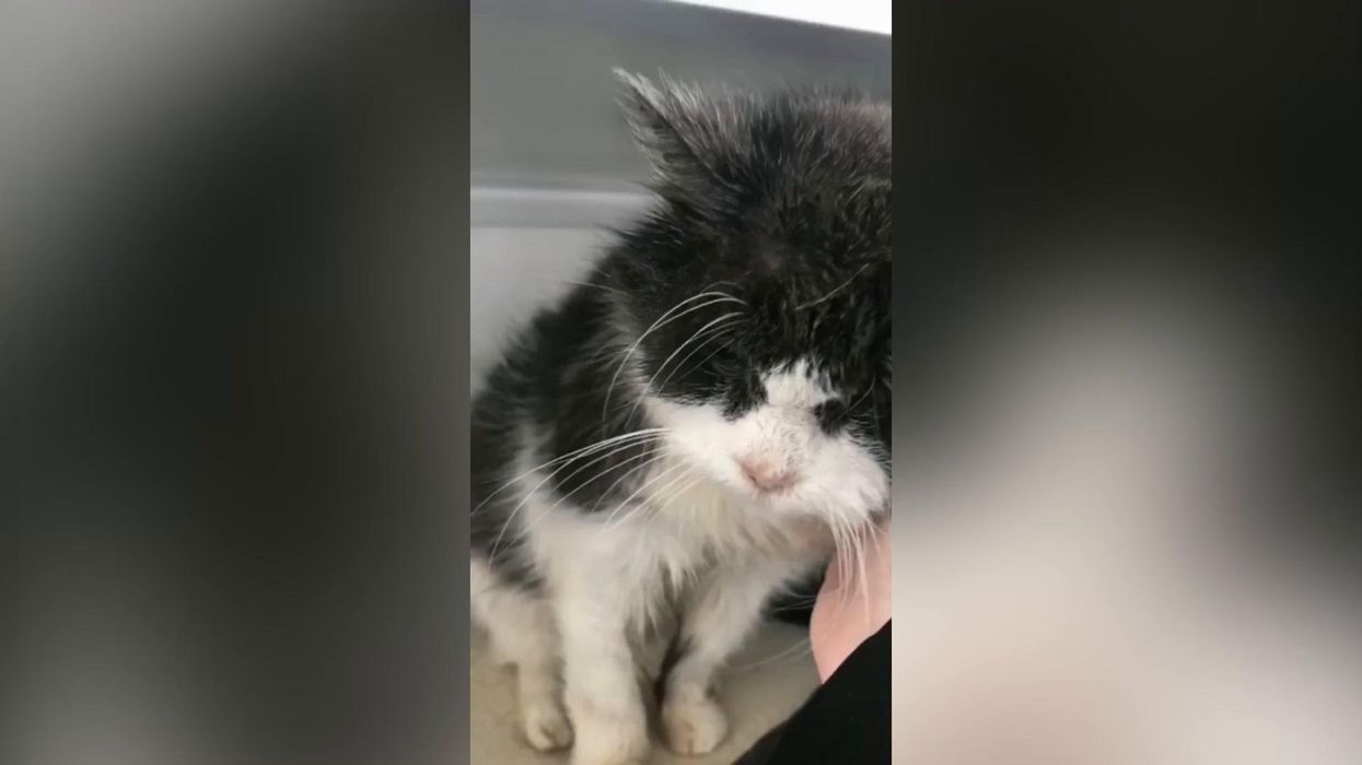 Persian cat with no eyes becomes viral star