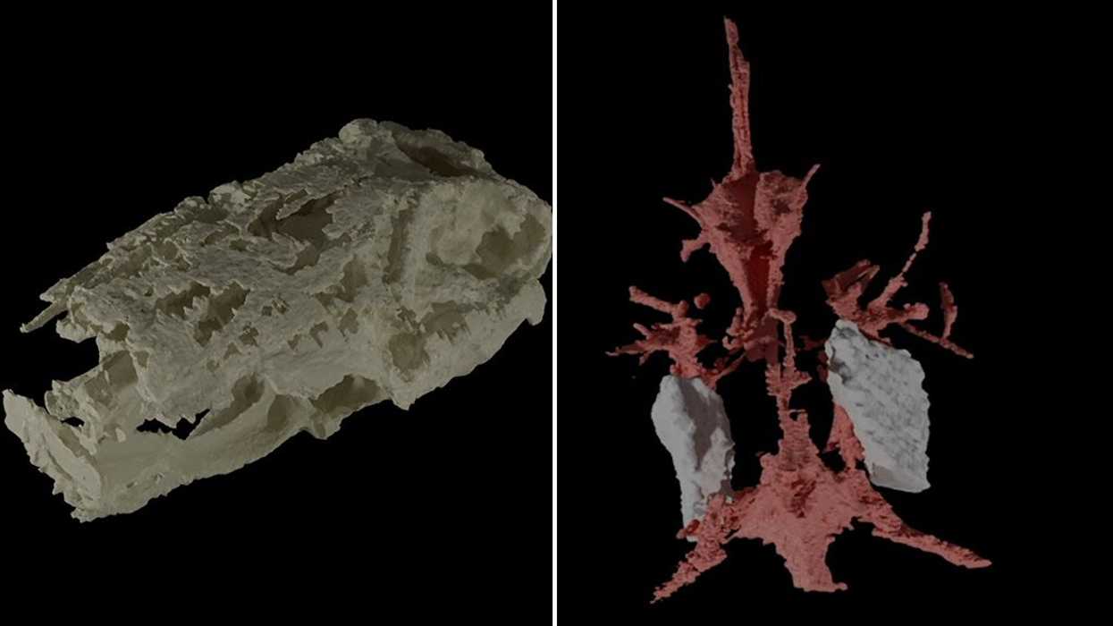 Rare discovery of 15-million-year old fossil uncovers secrets of the past