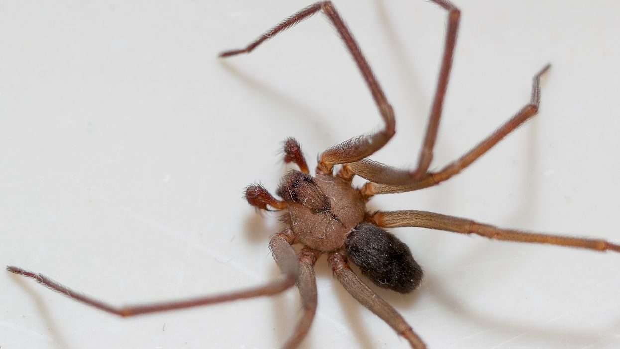<p>One Ibiza holidaymaker felt the impact of a Brown Recluse Spider bite</p>