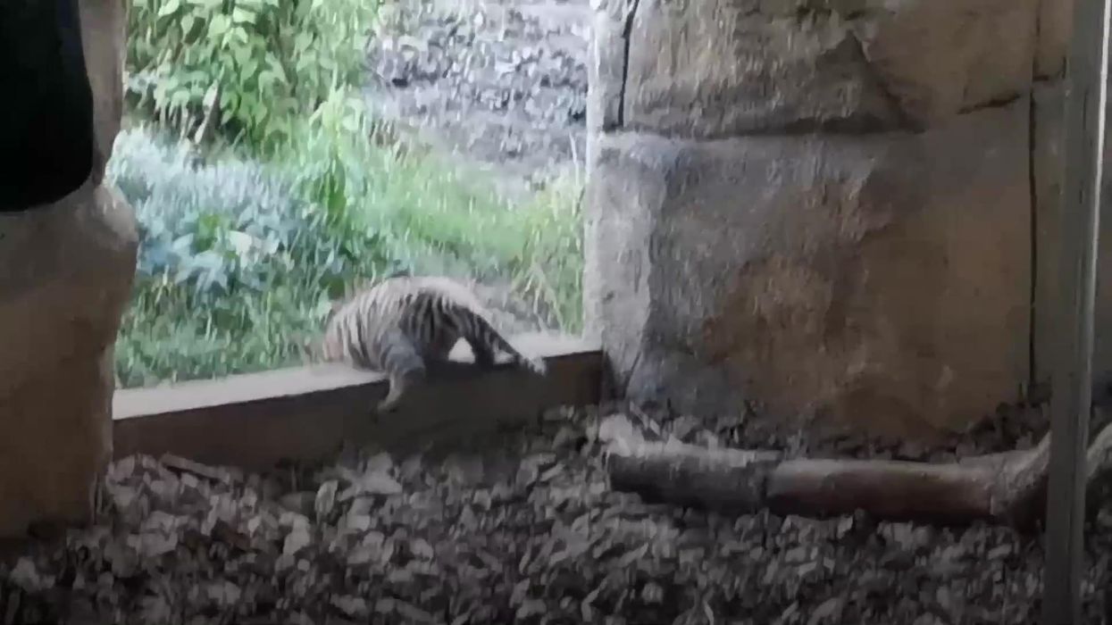 Police called after public spot a tiger in back garden - it was a cuddly toy