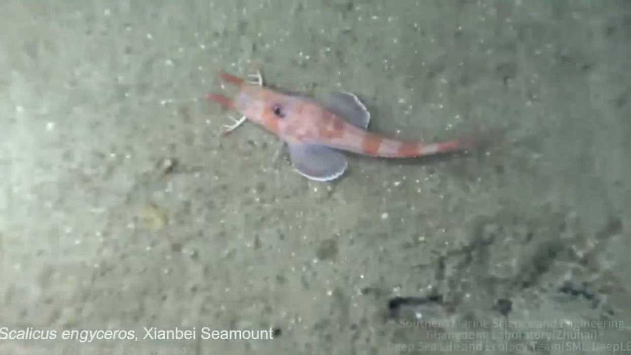 Bizarre Chinese fish discovered walking sideways and in reverse in ocean