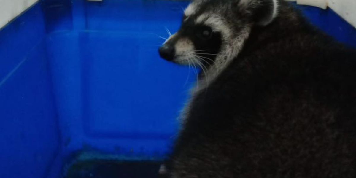 Second racoon found after escaping from Isle of Wight zoo | indy100