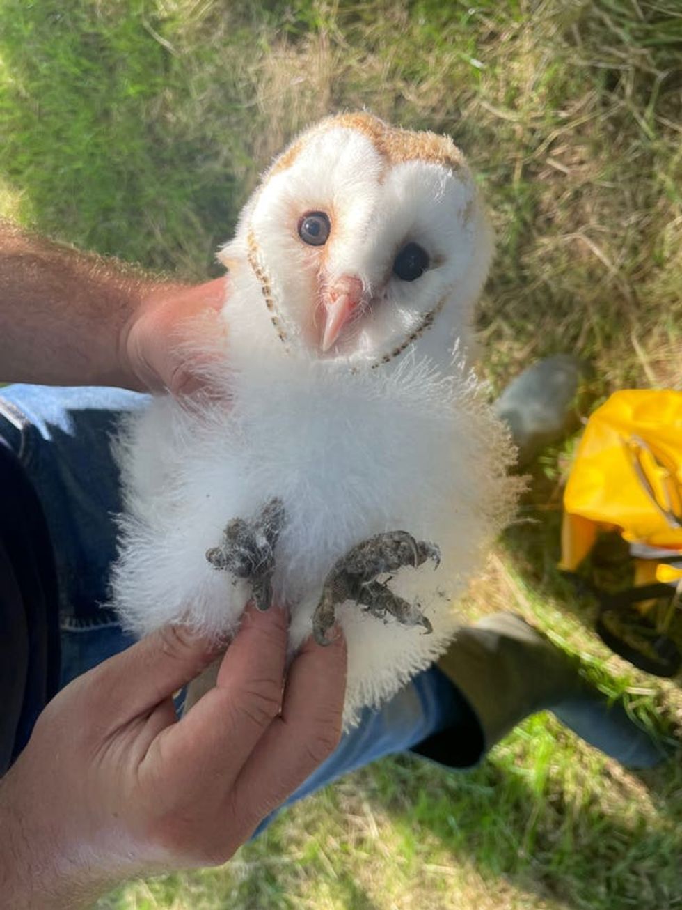 One of last year\u2019s barn owl chicks being ringed