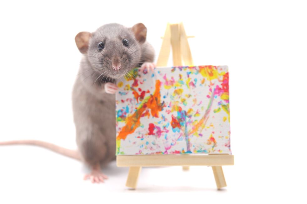 Picture pawfect: Veterinary nurse’s pet rats providing joy with mini paintings