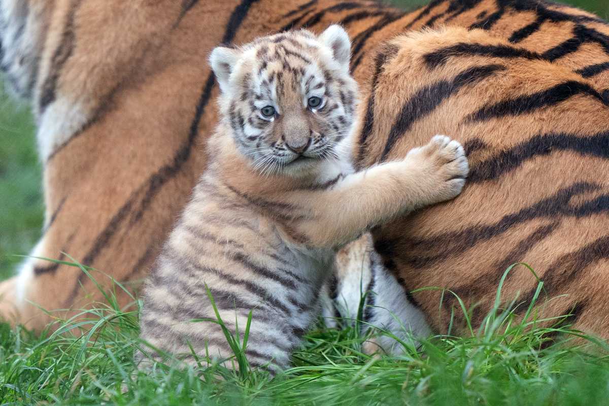 One of the Amur tiger cubs at Banham Zoo in Norfolk (Joe Giddens/PA)