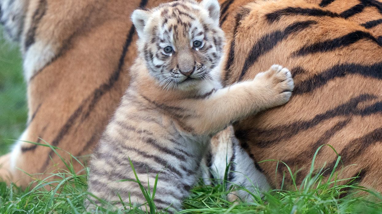 One of the Amur tiger cubs at Banham Zoo in Norfolk (Joe Giddens/PA)