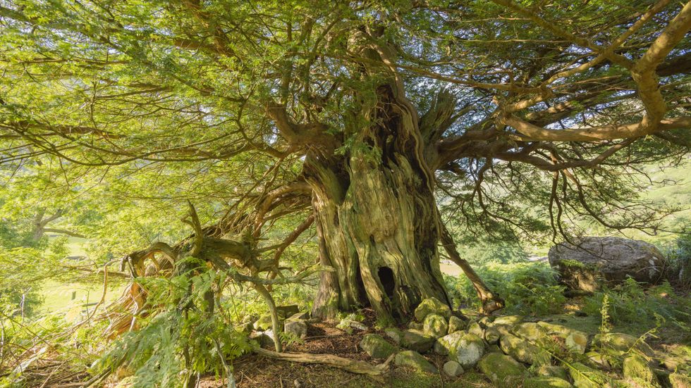 One of the ancient yews that inspired William Wordsworth