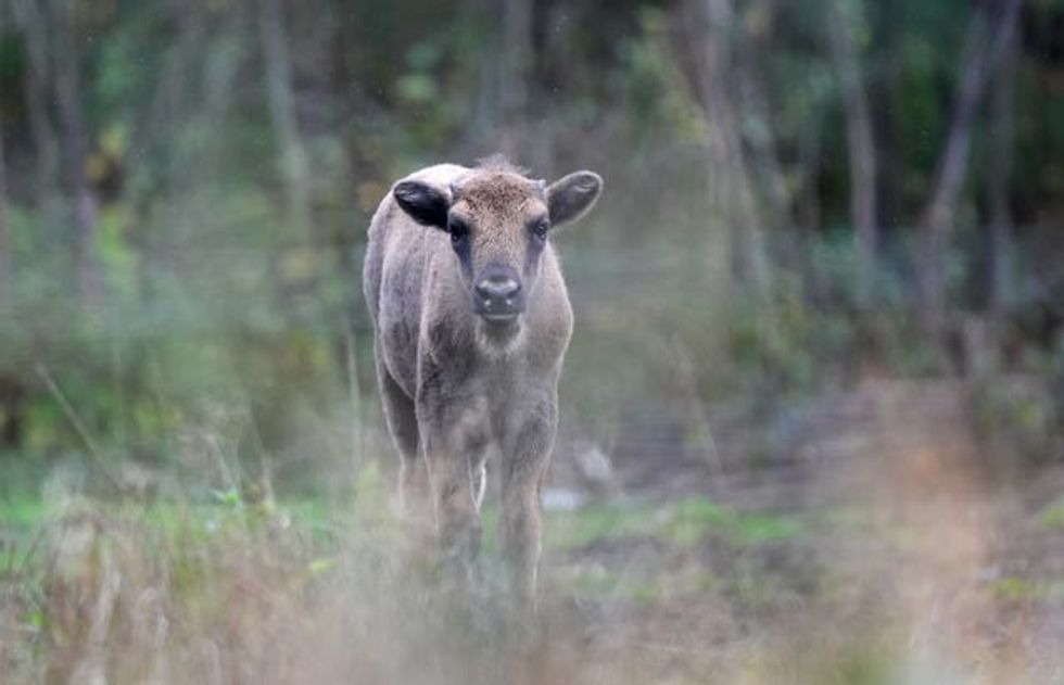 One of the bison calves looking towards the camera