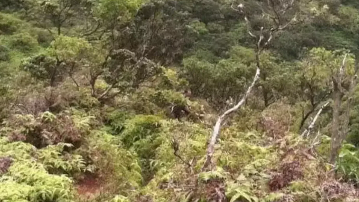 Hikers recall hearing 'chilling scream' after missing teen sent pictures of 'shadow man'