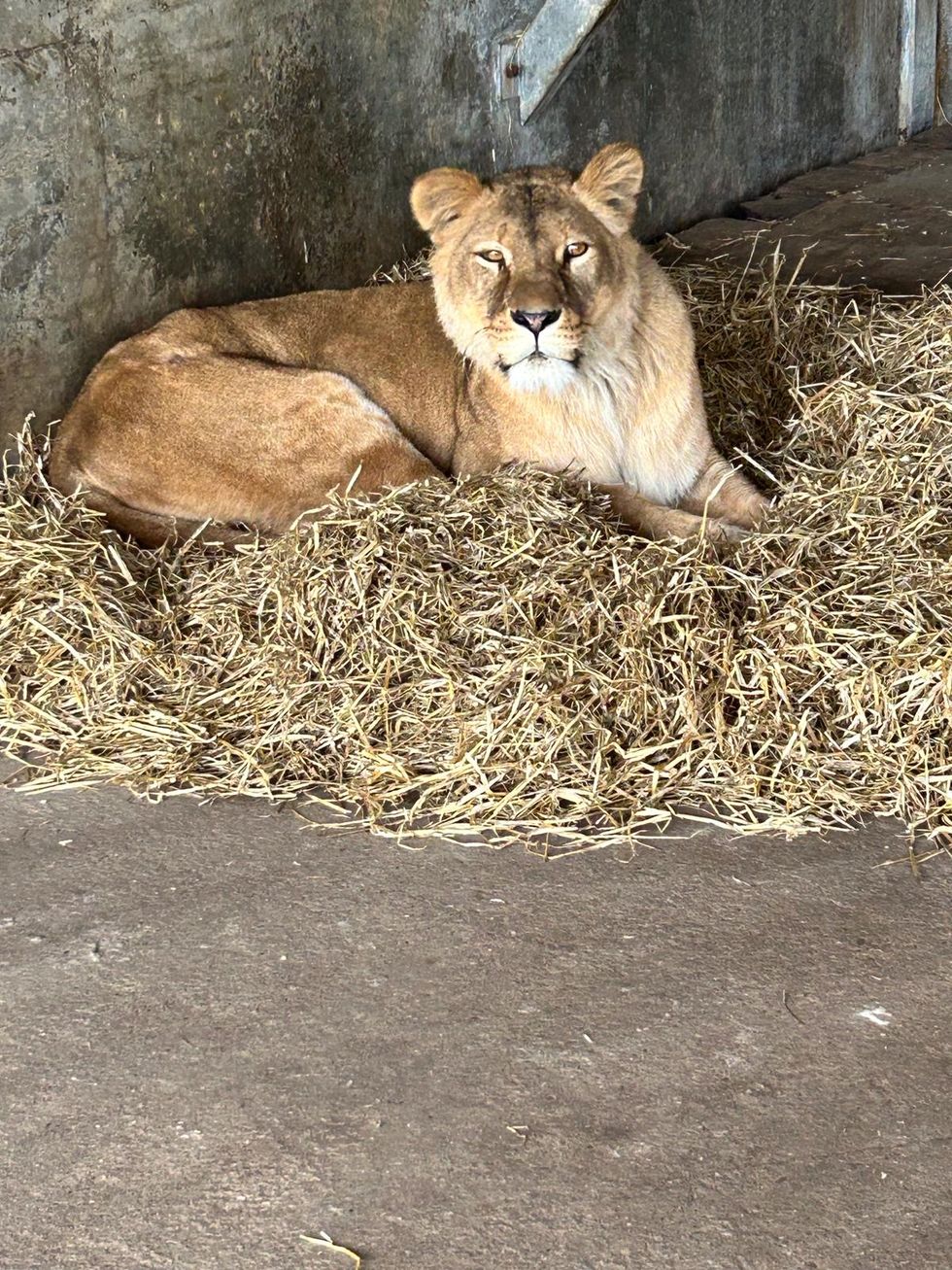 Lions rescued from war-torn Ukraine arrive in Yorkshire