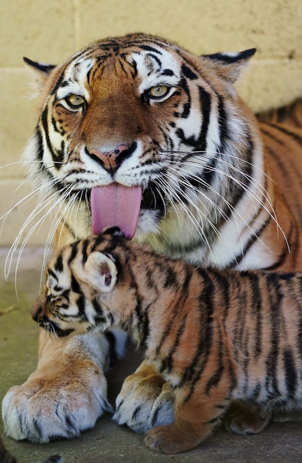 One of the park\u2019s four rare Amur tiger cubs being groomed by its mother, Yana