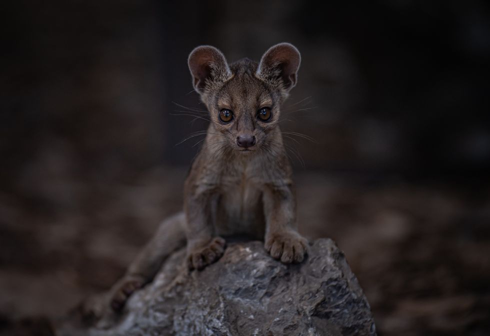 Zoo shares rare sighting of first fossa pups to be born in its 91-year history