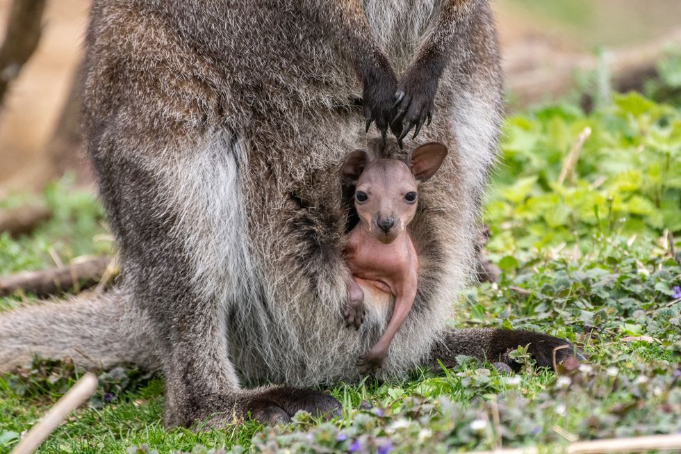 Wallaby joeys seen emerging from mothers’ pouches