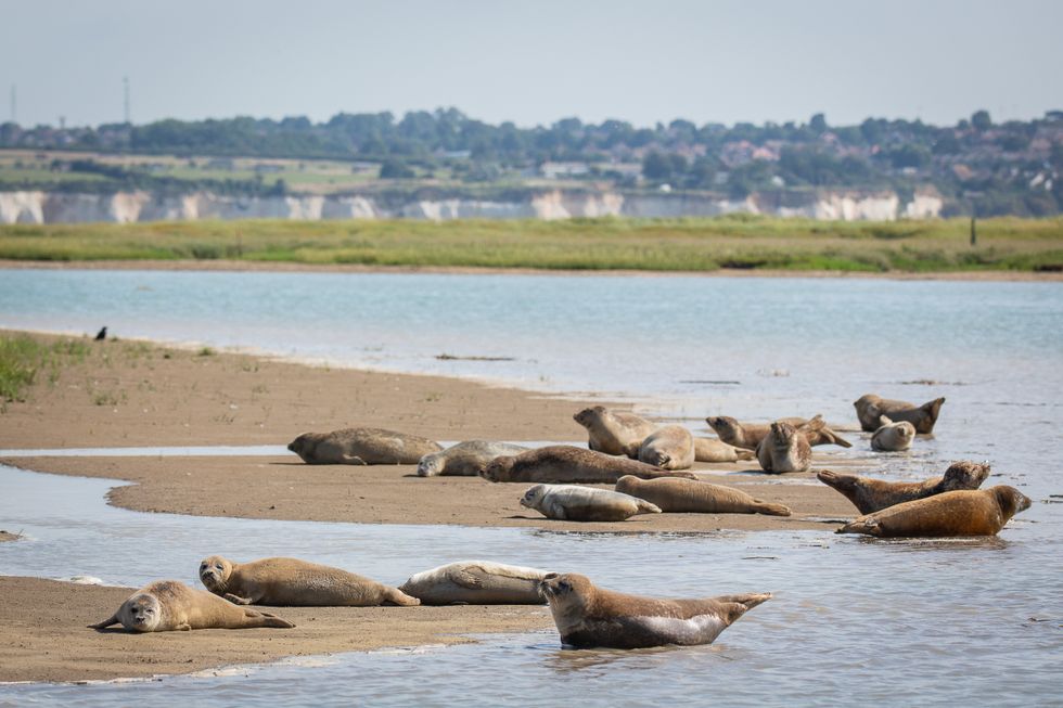 One of the Thames seals favourite haul out spots is close to Ramsgate in Kent (ZSL/PA)
