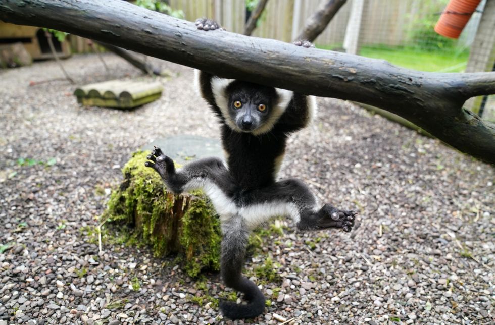 Two critically endangered lemurs born at Scottish safari park
