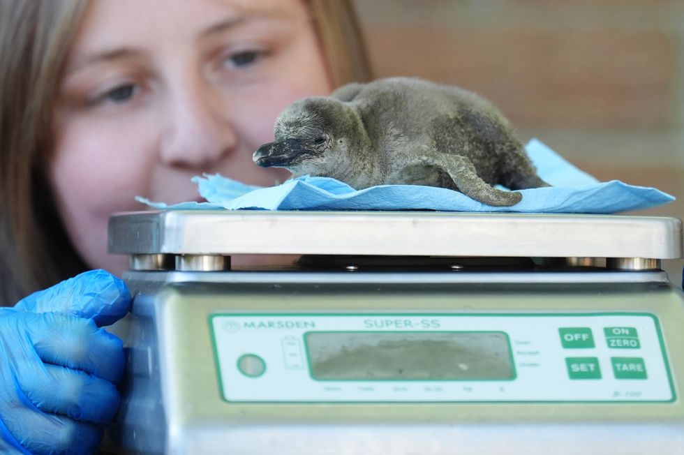 Safari park welcomes two newly hatched penguin chicks