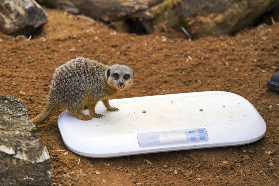 One slender-tailed meerkat in an obliging mood (Steve Parsons/PA)