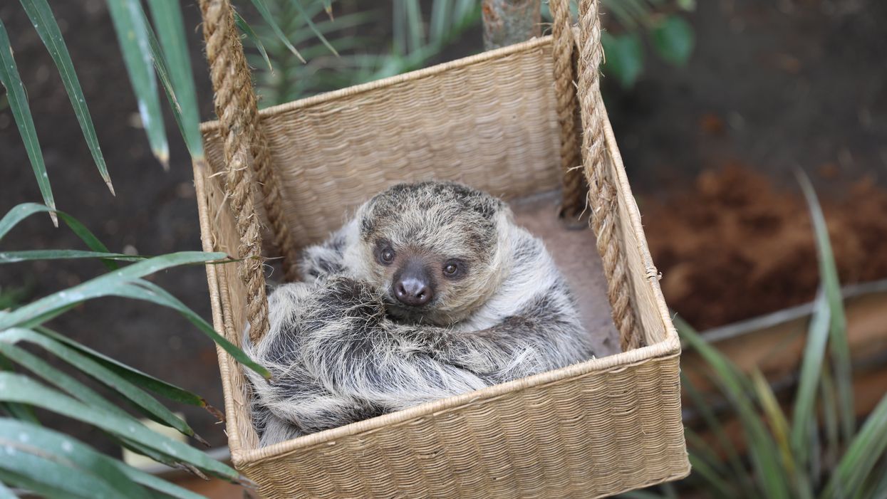 One-year-old female Feira, known as Fe, is the newest addition to the zoo (RZSS /PA)