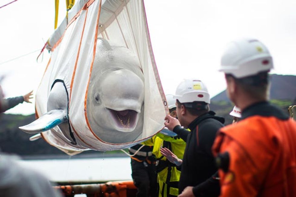 Open-water sanctuary for Beluga Whales