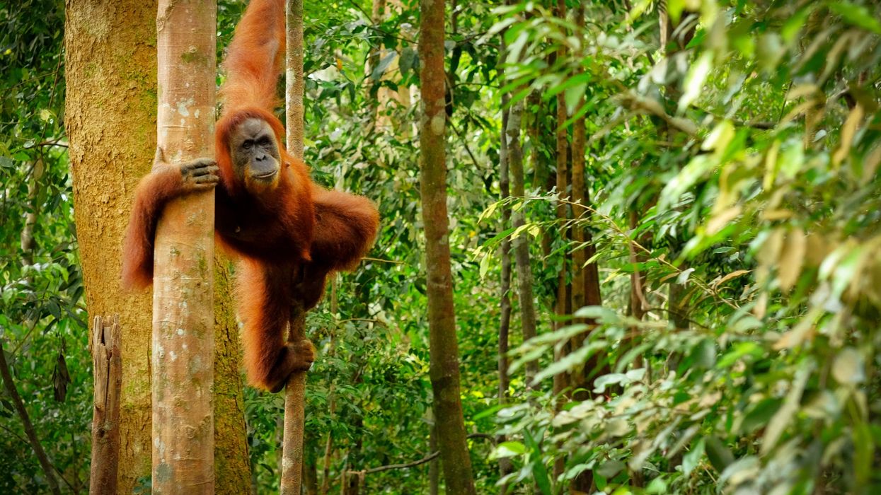 <p>Orangutan swinging from the trees</p>