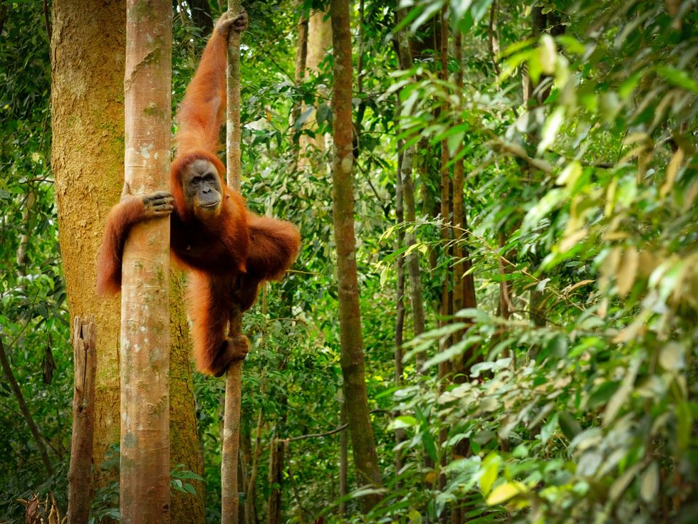 <p>Orangutan swinging from the trees</p>