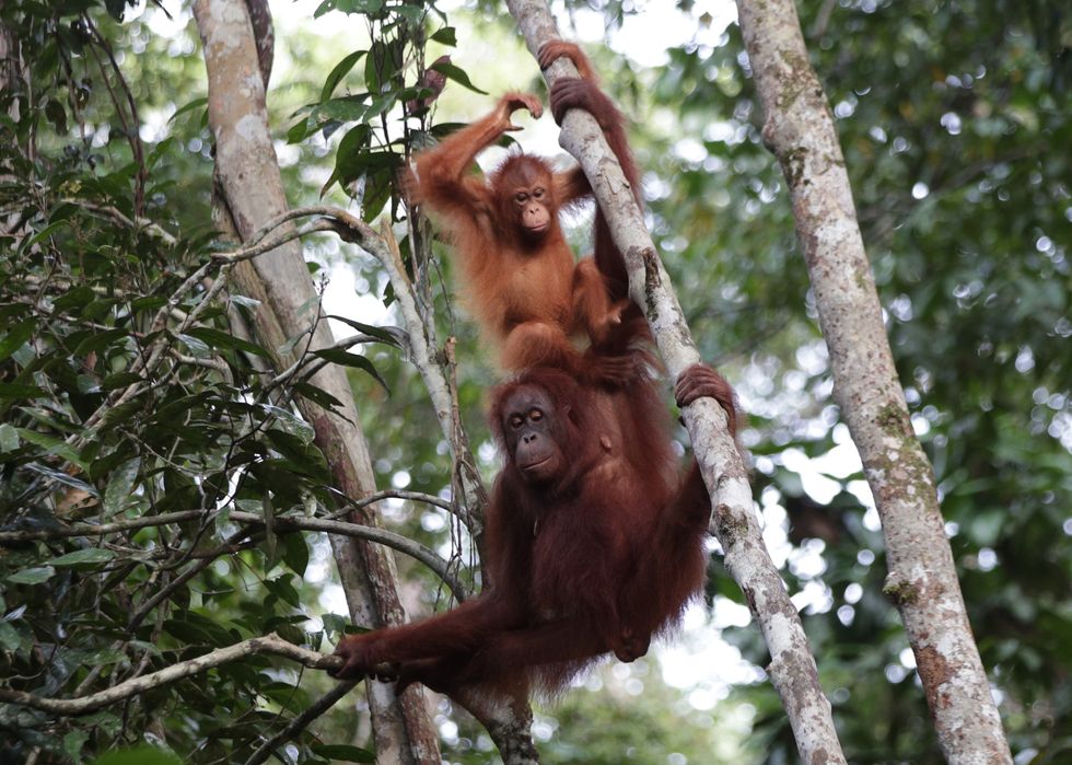 Orangutan vocabularies ‘shaped by social mingling, like in humans’