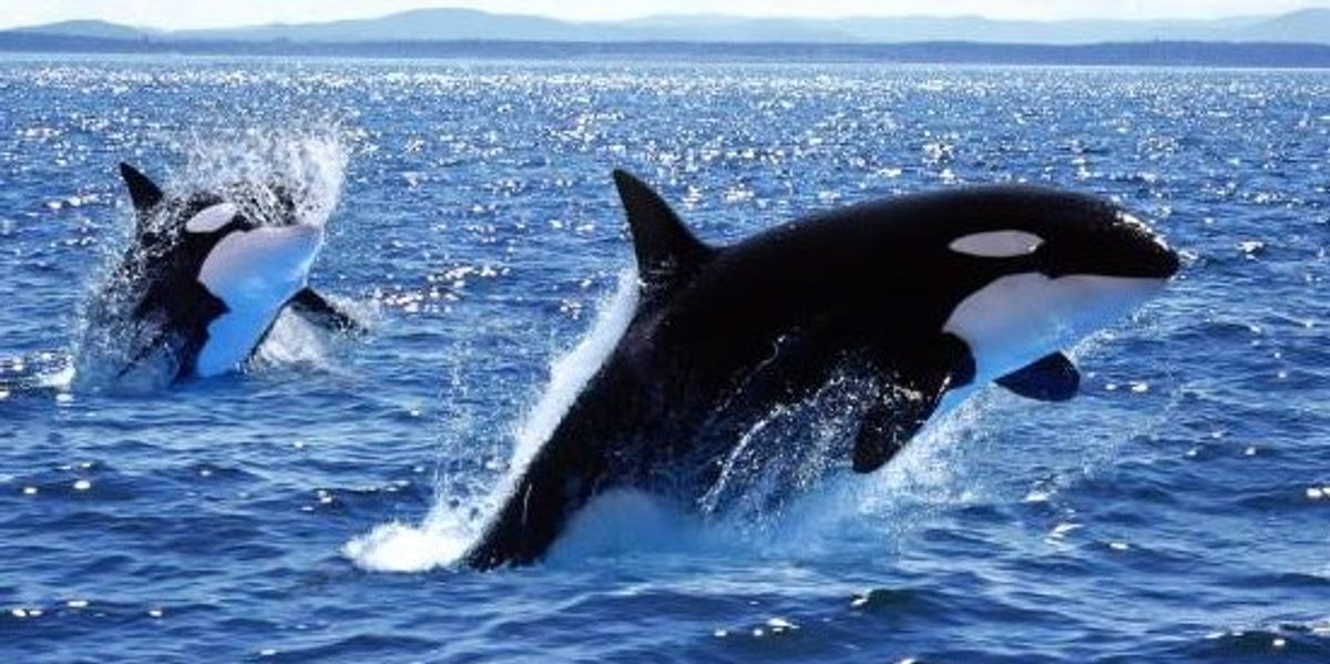 'Orca wars' continue after yacht sinks in relentless 45 minute ambush ...