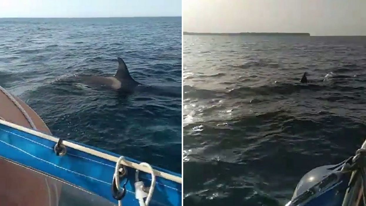orca sinks yacht off morocco