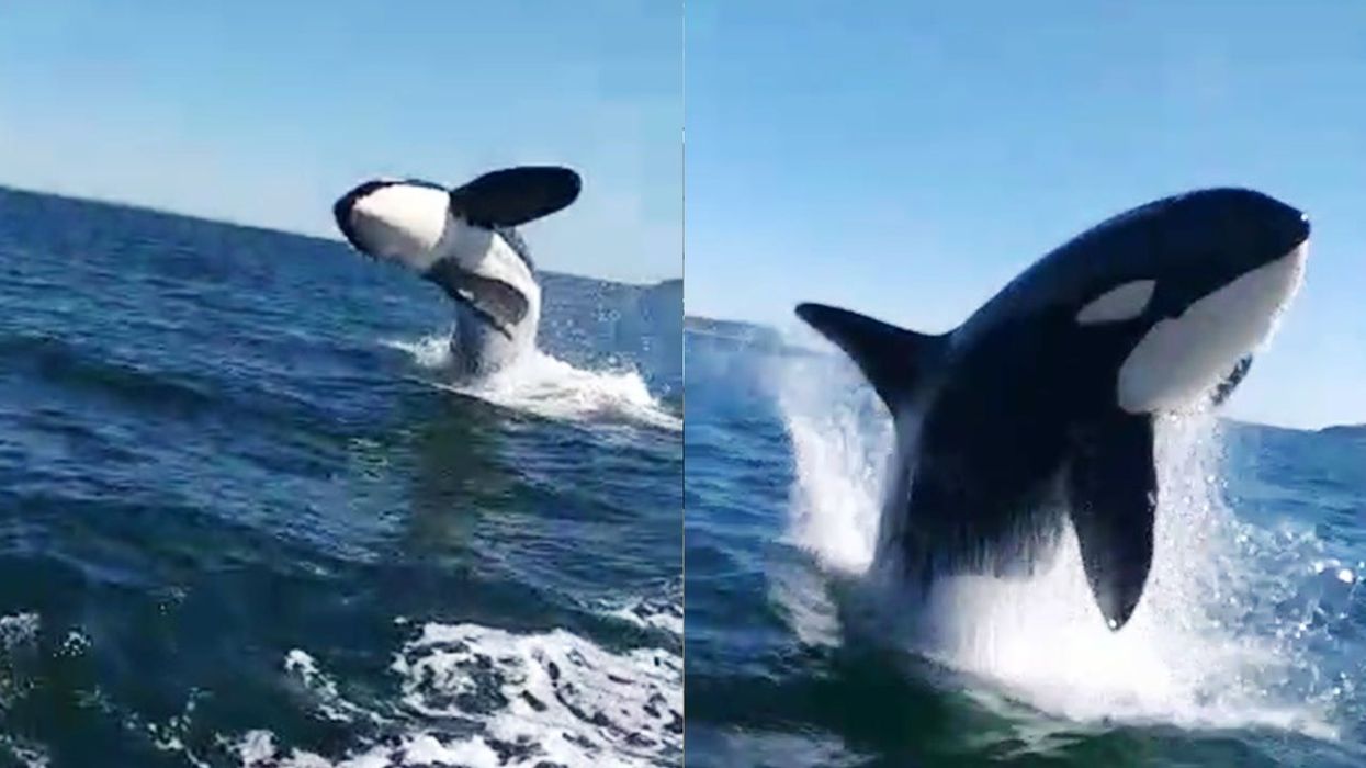 Orcas filmed enjoying a 'spa' day in world-first footage