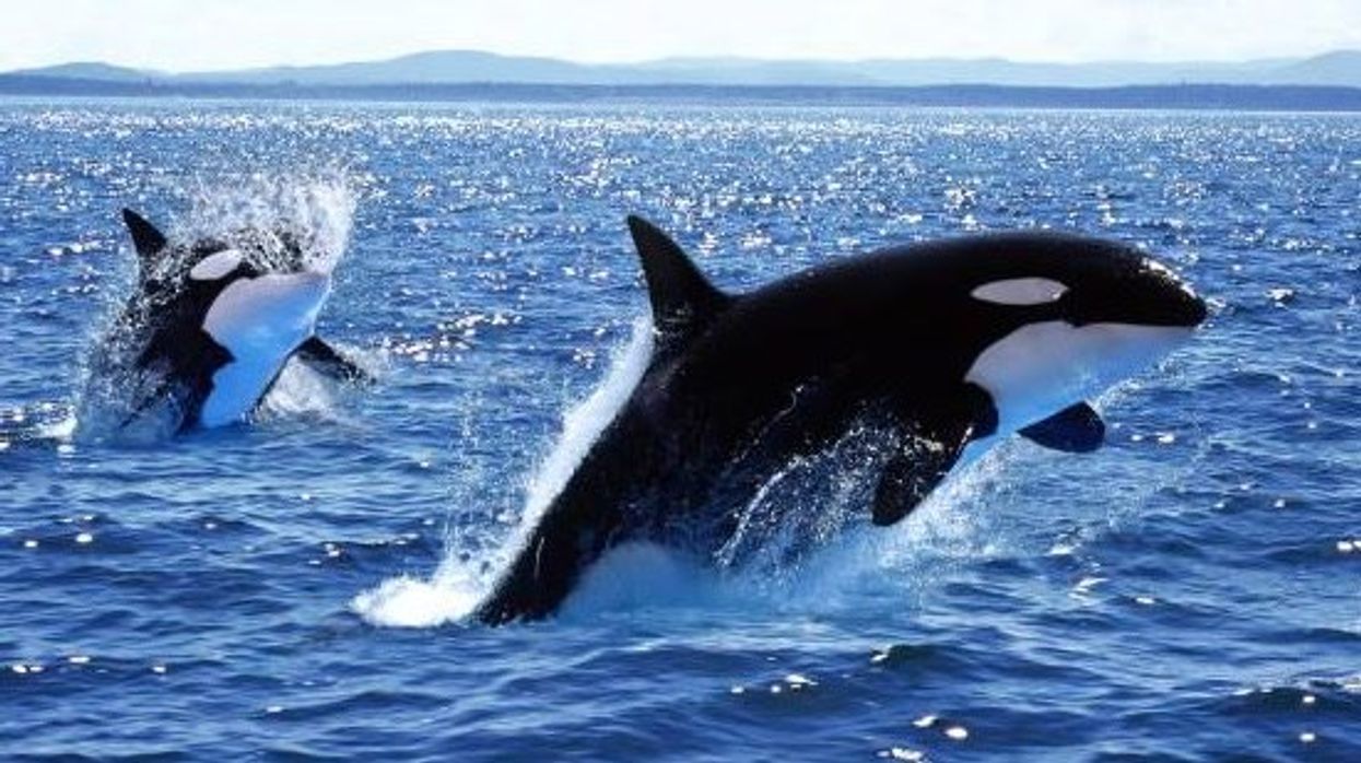 Orcas have been bullying porpoises for years – and scientists are baffled