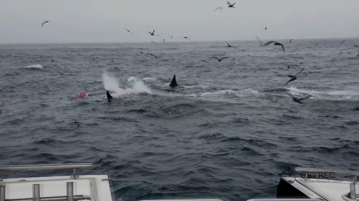 Group of orcas hunt down and kill blue whale off coast of Australia