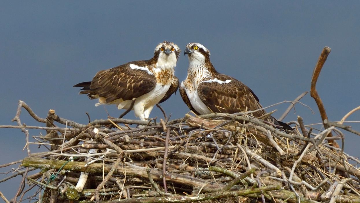 Osprey in the Dyfi Estuary (credit Andy Rouse 2020 Vision)