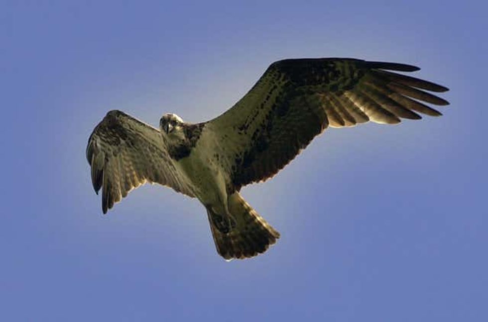 Osprey