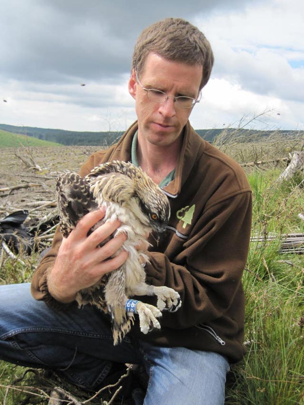 Ospreys chicks born