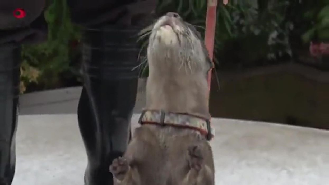 An otter predicted Japan would win World Cup match against Germany