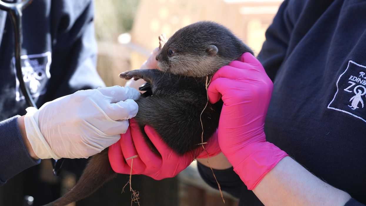 Otter pup having health check