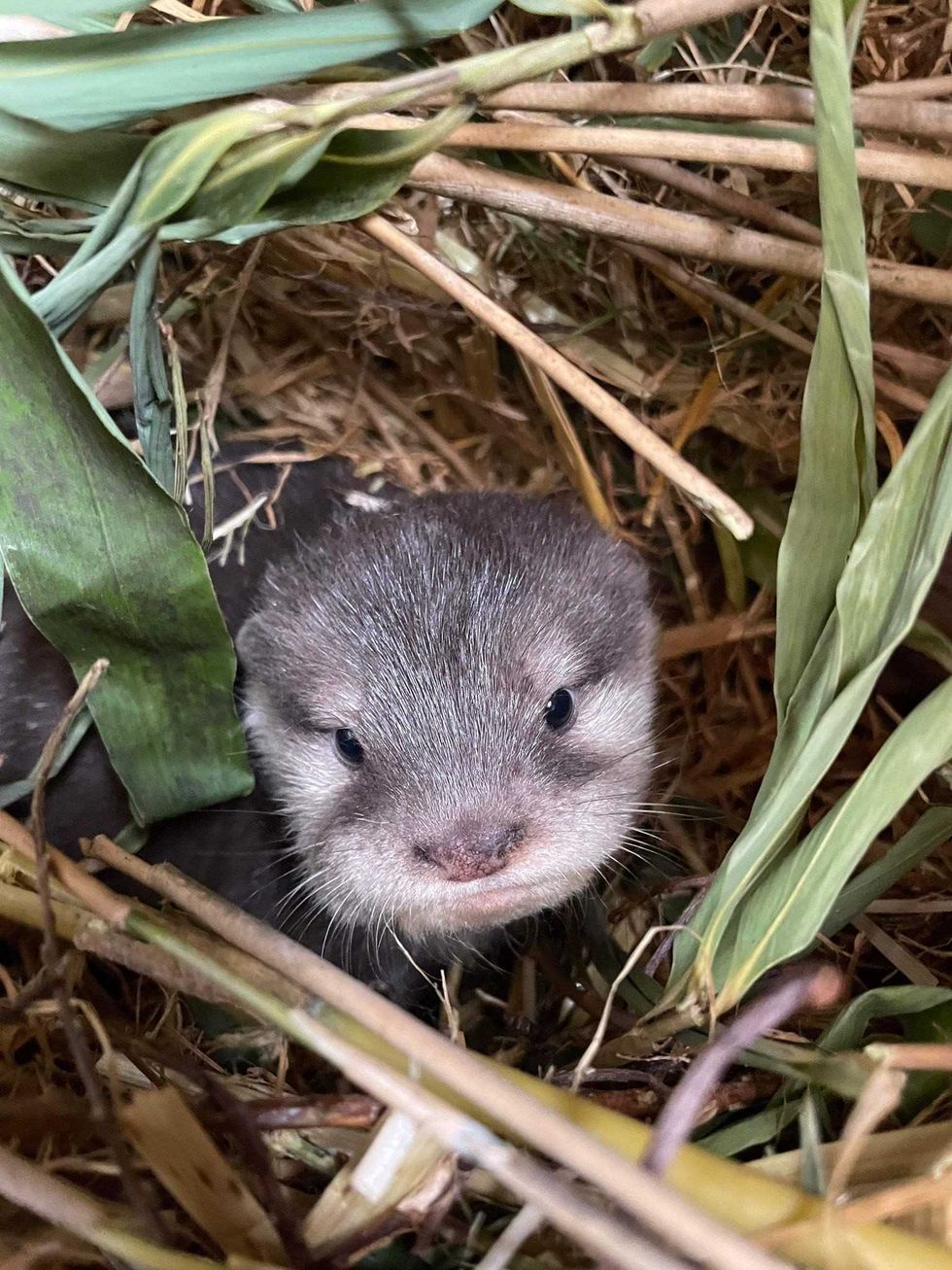 Otter pup