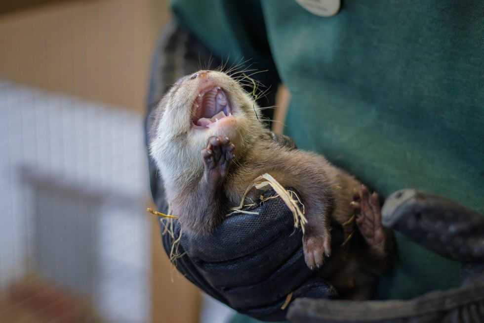 Otter pup