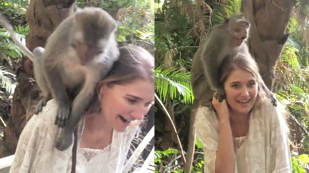 Overly-friendly monkey hops on visitor's back and tries stealing her earrings
