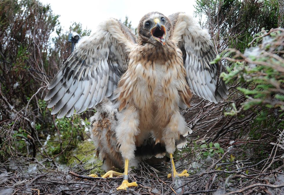 Milestone in hen harriers trial after record number of chicks released to wild