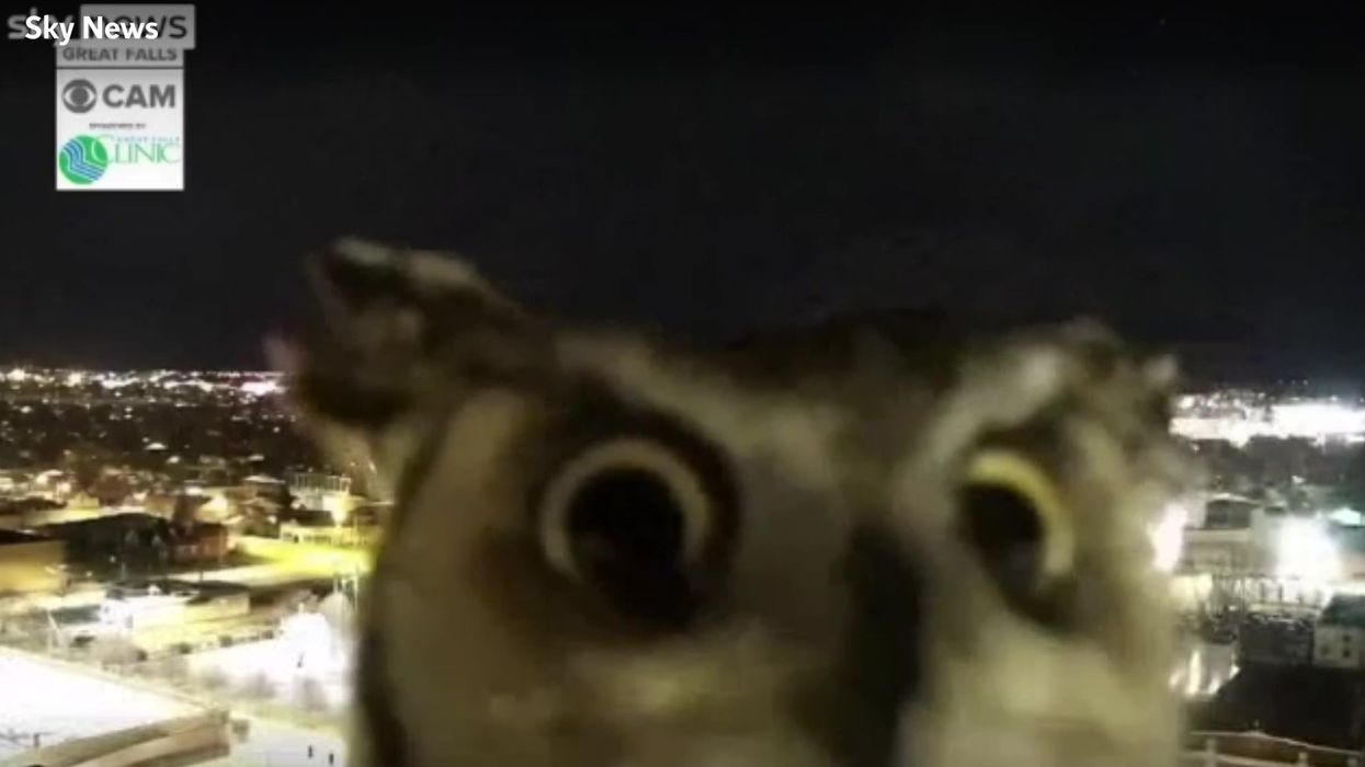 Incredible moment owl inspects weather monitoring camera