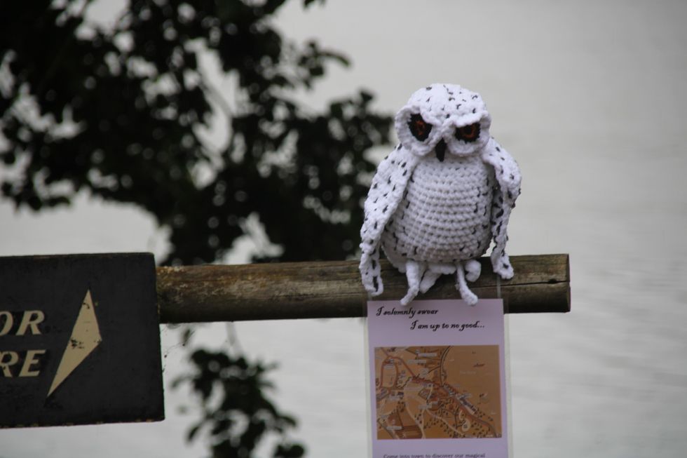 Owl looking at people