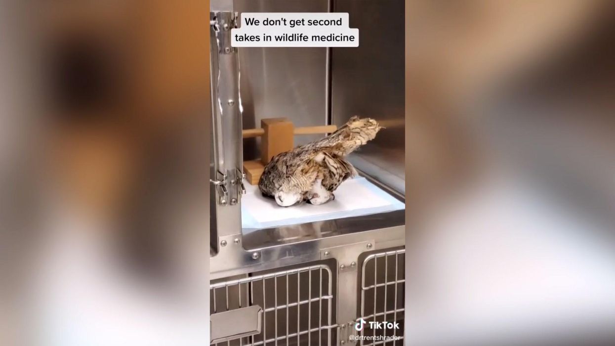 Owl on meds goes viral for faceplanting floor
