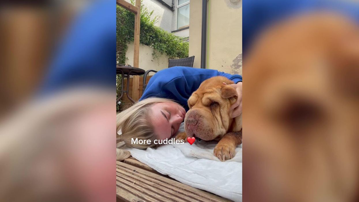 Heartbreaking moment dying dog has his last ever McDonald's